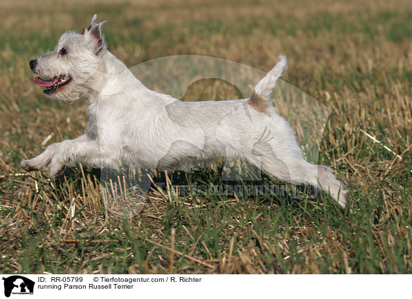 rennender / running Parson Russell Terrier / RR-05799