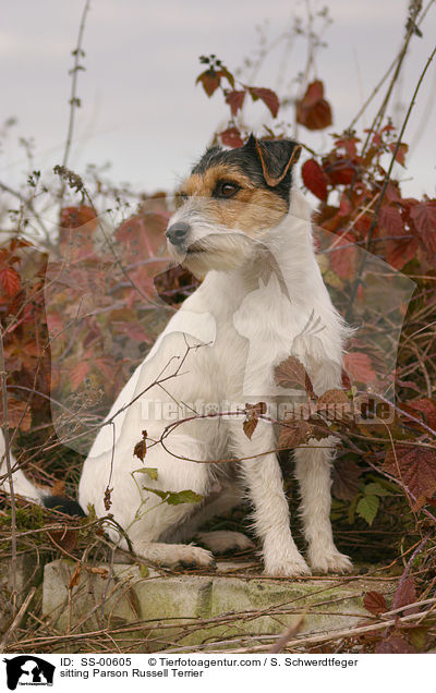sitzender Parson Russell Terrier / sitting Parson Russell Terrier / SS-00605