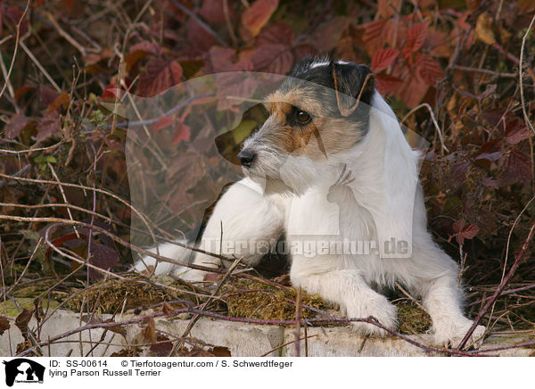 liegender Parson Russell Terrier / lying Parson Russell Terrier / SS-00614