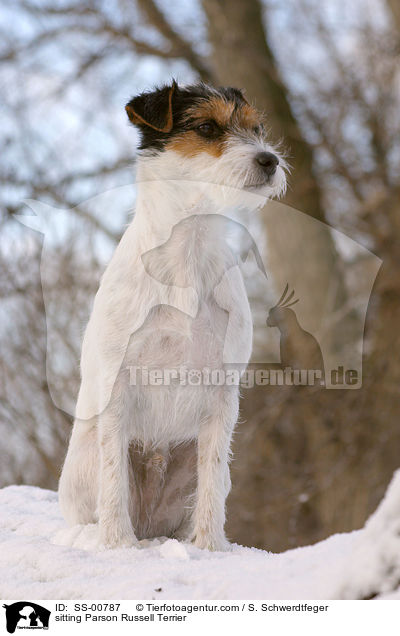 sitzender Parson Russell Terrier / sitting Parson Russell Terrier / SS-00787