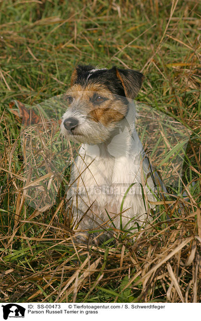 Parson Russell Terrier im Gras / Parson Russell Terrier in grass / SS-00473