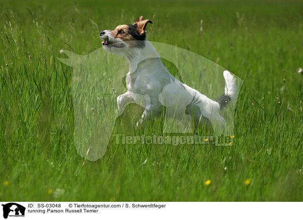 rennender Parson Russell Terrier / running Parson Russell Terrier / SS-03048