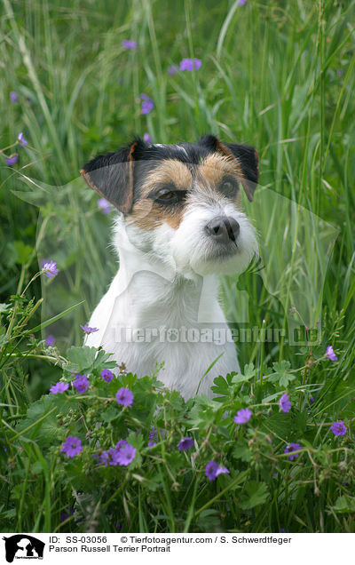 Parson Russell Terrier Portrait / Parson Russell Terrier Portrait / SS-03056