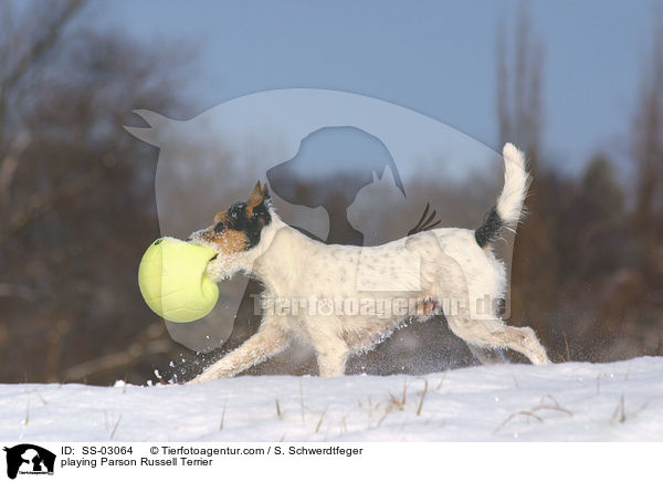 spielender Parson Russell Terrier / playing Parson Russell Terrier / SS-03064