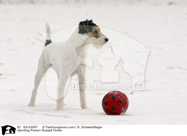 stehender Parson Russell Terrier / standing Parson Russell Terrier / SS-03067
