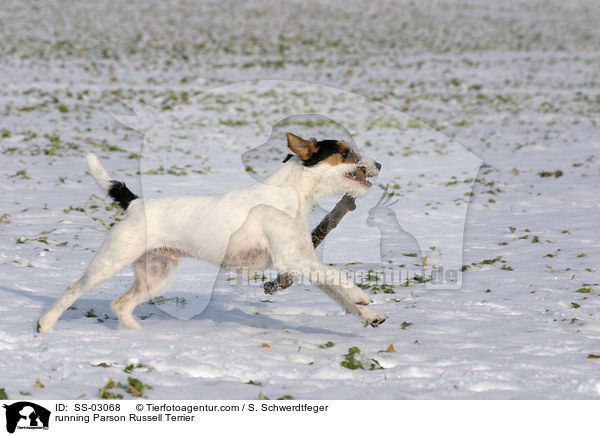 rennender Parson Russell Terrier / running Parson Russell Terrier / SS-03068