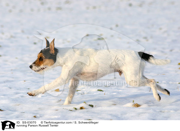 rennender Parson Russell Terrier / running Parson Russell Terrier / SS-03070