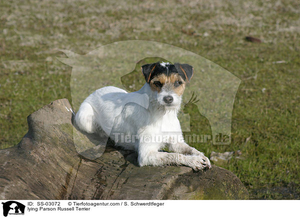 liegender Parson Russell / lying Parson Russell Terrier / SS-03072