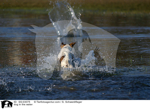 Hund rennt ins Wasser / dog in the water / SS-03075