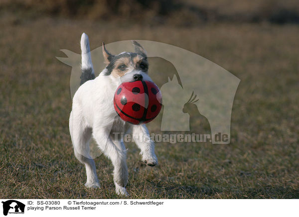 spielender Parson Russell Terrier / playing Parson Russell Terrier / SS-03080