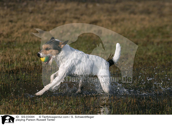 spielender Parson Russell Terrier / playing Parson Russell Terrier / SS-03084