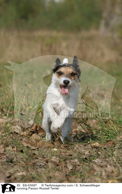 rennender Parson Russell Terrier / running Parson Russell Terrier / SS-03087