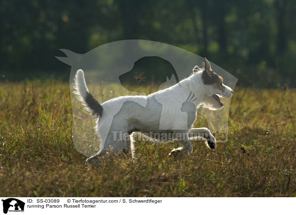 rennender Parson Russell Terrier / running Parson Russell Terrier / SS-03089