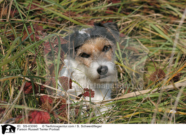Parson Russell Terrier Portrait / Parson Russell Terrier Portrait / SS-03090