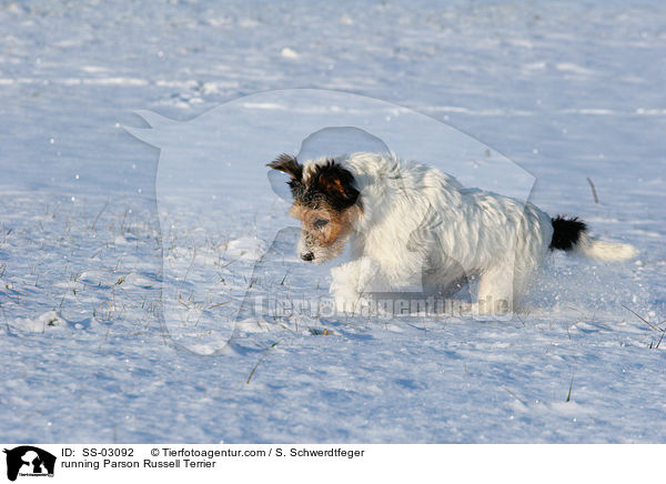 rennender Parson Russell Terrier / running Parson Russell Terrier / SS-03092