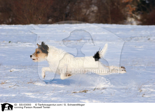 rennender Parson Russell Terrier / running Parson Russell Terrier / SS-03093