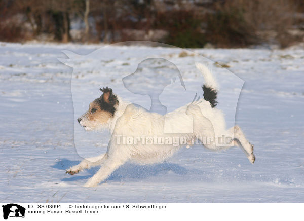 rennender Parson Russell Terrier / running Parson Russell Terrier / SS-03094