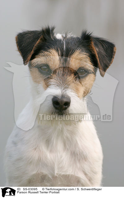 Parson Russell Terrier Portrait / Parson Russell Terrier Portrait / SS-03095