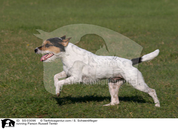 rennender Parson Russell Terrier / running Parson Russell Terrier / SS-03096