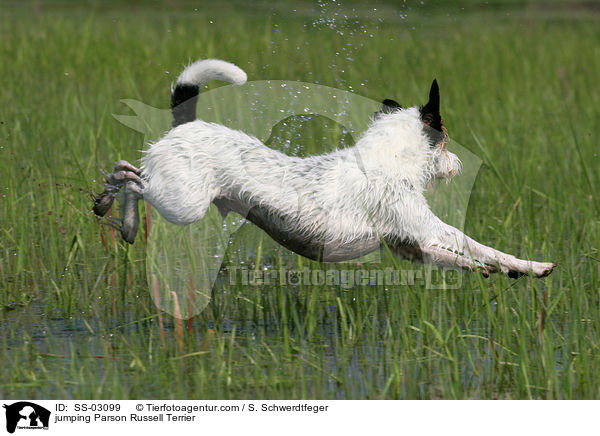 springender Parson Russell Terrier / jumping Parson Russell Terrier / SS-03099