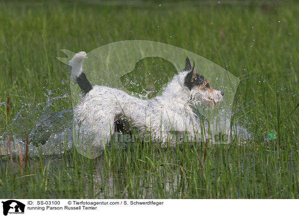 rennender Parson Russell Terrier / running Parson Russell Terrier / SS-03100