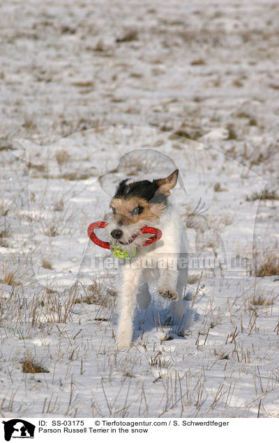 Parson Russell Terrier im Schnee / Parson Russell Terrier in the snow / SS-03175