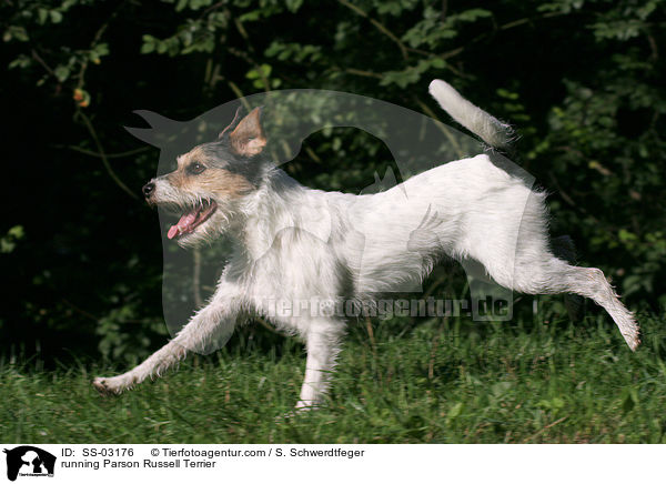 rennender Parson Russell Terrier / running Parson Russell Terrier / SS-03176