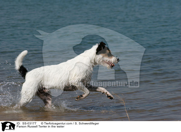 Parson Russell Terrier im Wasser / Parson Russell Terrier in the water / SS-03177