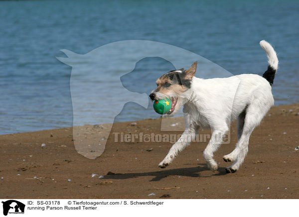 rennender Parson Russell Terrier / running Parson Russell Terrier / SS-03178