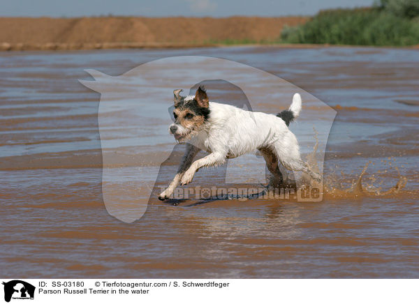 Parson Russell Terrier im Wasser / Parson Russell Terrier in the water / SS-03180