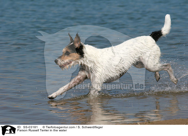 Parson Russell Terrier im Wasser / Parson Russell Terrier in the water / SS-03181