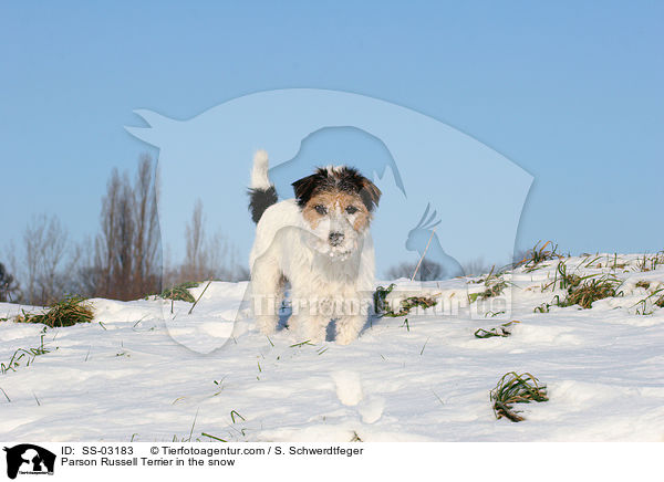 Parson Russell Terrier im Schnee / Parson Russell Terrier in the snow / SS-03183