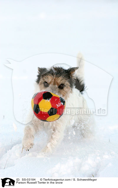 Parson Russell Terrier im Schnee / Parson Russell Terrier in the snow / SS-03184