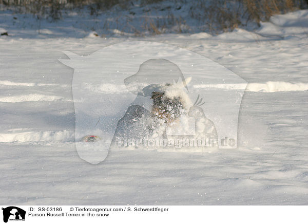 Parson Russell Terrier im Schnee / Parson Russell Terrier in the snow / SS-03186