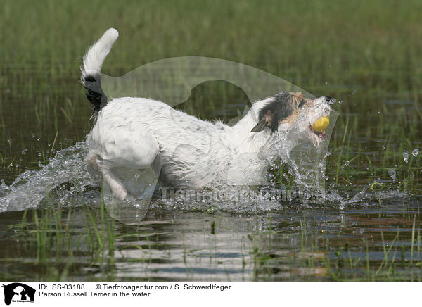 Parson Russell Terrier im Wasser / Parson Russell Terrier in the water / SS-03188