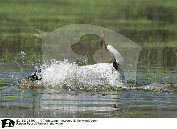 Parson Russell Terrier im Wasser / Parson Russell Terrier in the water / SS-03190