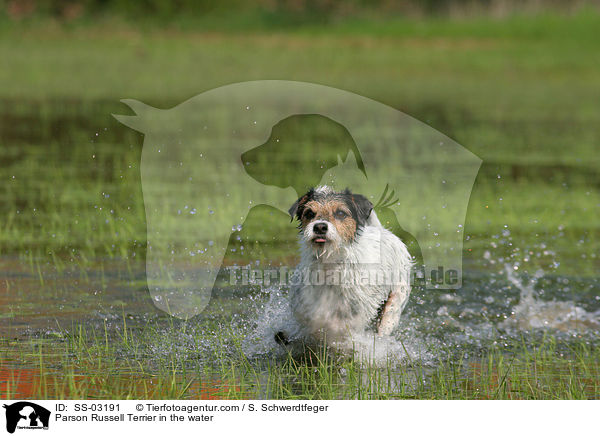Parson Russell Terrier im Wasser / Parson Russell Terrier in the water / SS-03191