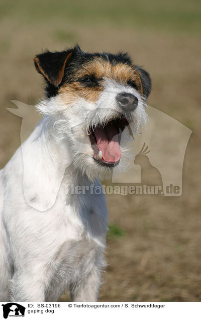 ghnender Hund / gaping dog / SS-03196