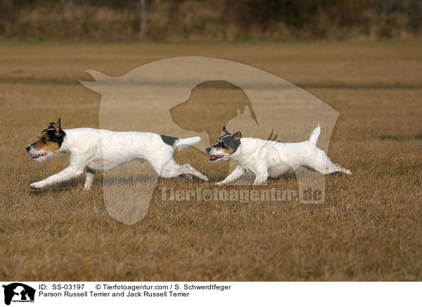 Parson Russell Terrier und Jack Russell Terrier / Parson Russell Terrier and Jack Russell Terrier / SS-03197