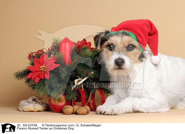 Parson Russell Terrier als Weihnachtsmann / Parson Russell Terrier as Christmas Dog / SS-03799