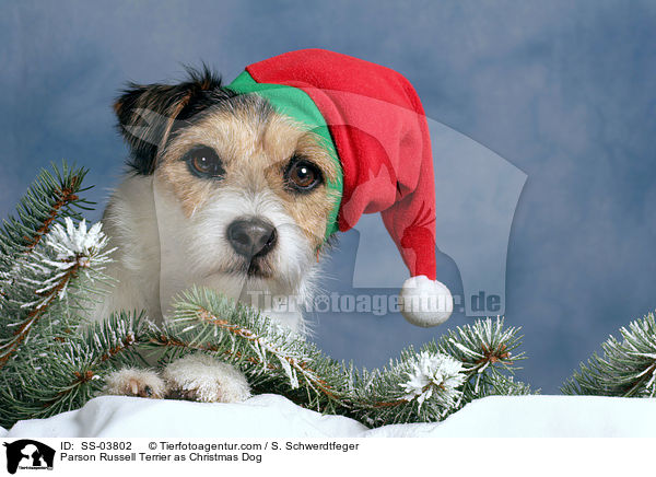 Parson Russell Terrier als Weihnachtsmann / Parson Russell Terrier as Christmas Dog / SS-03802