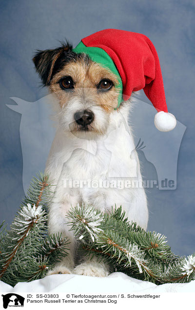 Parson Russell Terrier als Weihnachtsmann / Parson Russell Terrier as Christmas Dog / SS-03803