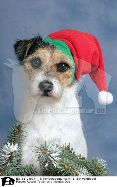 Parson Russell Terrier als Weihnachtsmann / Parson Russell Terrier as Christmas Dog / SS-03804