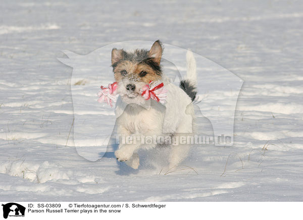 Parson Russell Terrier im Schnee / Parson Russell Terrier plays in the snow / SS-03809