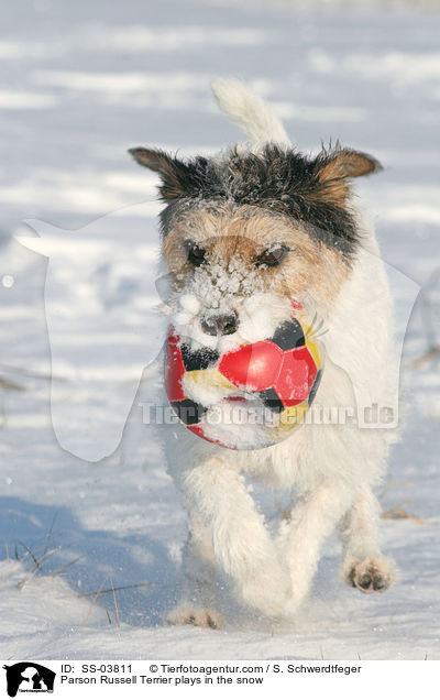 Parson Russell Terrier spielt mit Ball im Schnee / Parson Russell Terrier plays in the snow / SS-03811