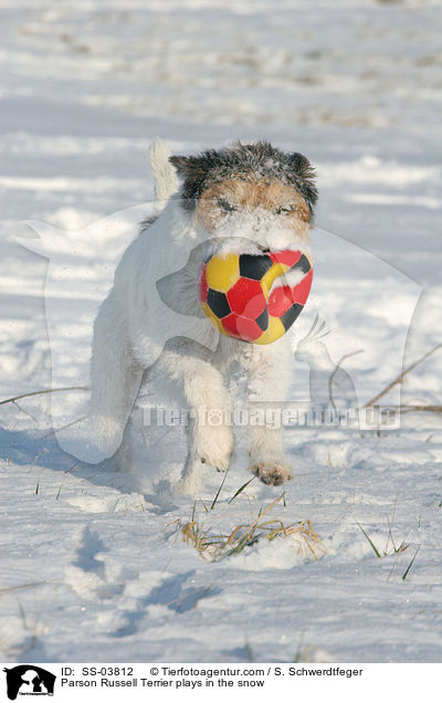 Parson Russell Terrier spielt mit Ball im Schnee / Parson Russell Terrier plays in the snow / SS-03812