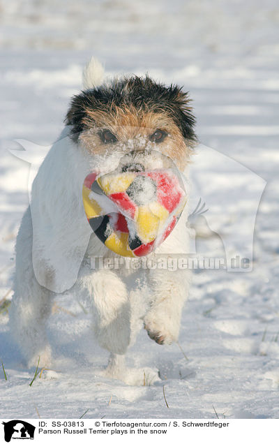 Parson Russell Terrier spielt mit Ball im Schnee / Parson Russell Terrier plays in the snow / SS-03813