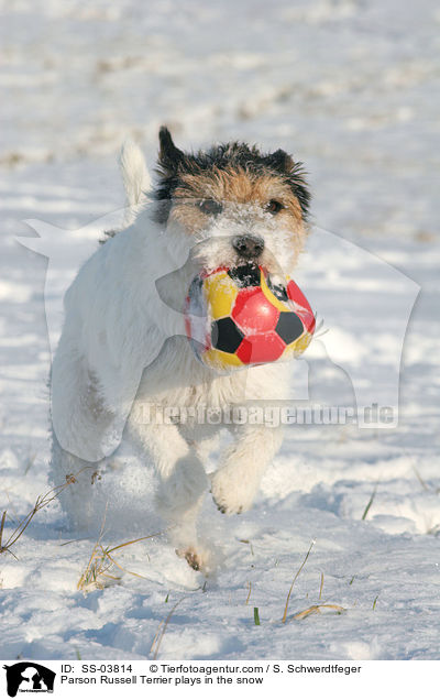 Parson Russell Terrier spielt mit Ball im Schnee / Parson Russell Terrier plays in the snow / SS-03814