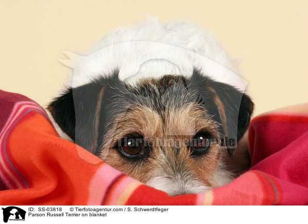 Parson Russell Terrier auf Decke / Parson Russell Terrier on blanket / SS-03818