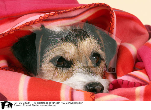 Parson Russell Terrier unter Decke / Parson Russell Terrier under blanket / SS-03821